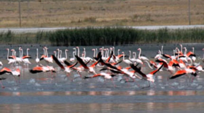 Memeliler 75 milyon yıl &ouml;nce u&ccedil;uyordu