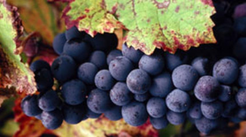 &Uuml;z&uuml;m fiyatlarına &uuml;reticiden tepki