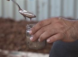 Kilosu 5 bin lira! Sadece Güney Amerika, Honduras ve Muğla’da yetişiyor: Dünyanın en pahalı parfümlerinin karışımında yer alıyor