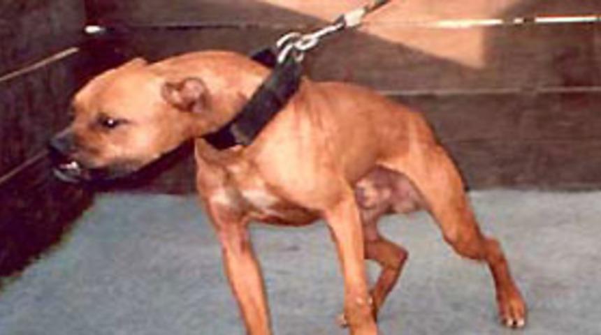 Alanya'da pitbul vahşeti