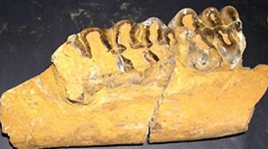 Keban'daki fosil bir mercan kolonosine ait