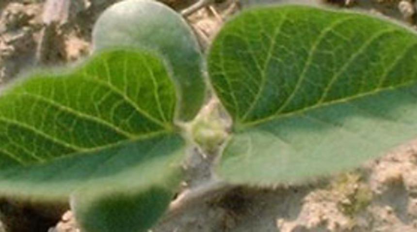 Hamile kalmak i&ccedil;in soyadan uzak durun