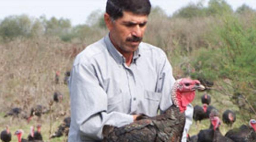 Kuş gribinin belirtileri ve alınacak tedbirler