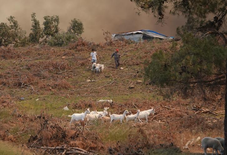Çanakkale, Hatay, Diyarbakır, Mersin ve Tekirdağ'da orman yangını... Bakan Yumaklı son durumu açıkladı! G1
