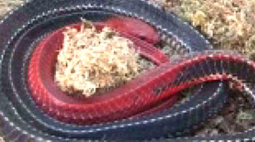 'D&uuml;nyanın en g&uuml;zel yılanları' yarışması