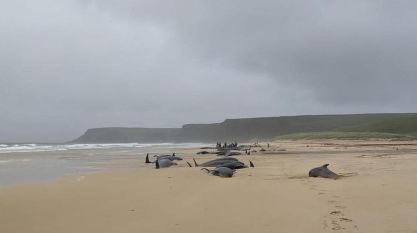 Onlarca balina kıyıya vurdu! İntihar şüphesi dikkat çekti... Görüntüler İskoçya'dan