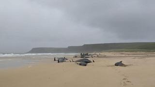Onlarca balina kıyıya vurdu! İntihar şüphesi dikkat çekti... Görüntüler İskoçya'dan