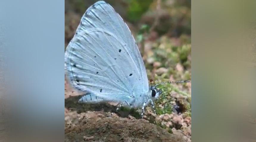 Yer: Adana! Endemik tür mavi kelebekler görüntülendi