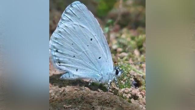 Yer: Adana! Endemik tür mavi kelebekler görüntülendi