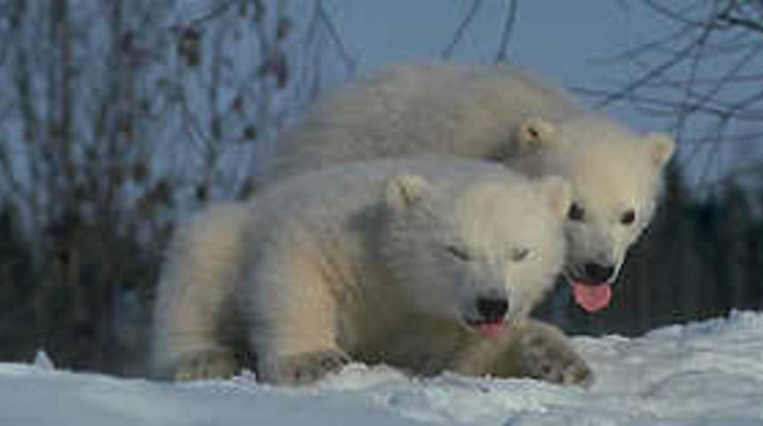 Kutup ayısı ve suaygırı da yokoluyor