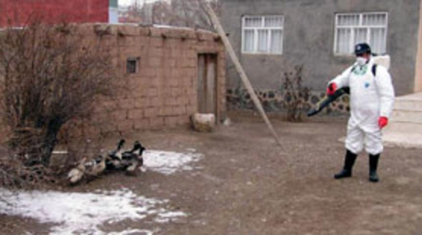 Doğubayazıt'ta kuş gribi alarmı