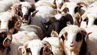 Etin sağlığa yararları nelerdir! İşte Kurban bayramı için sağlıklı öneriler