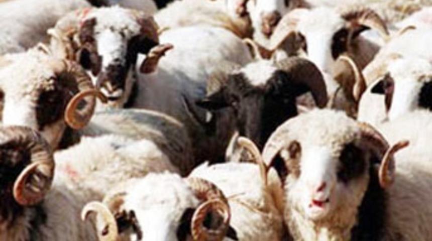 Vatandaşlara kurbanlık uyarısı