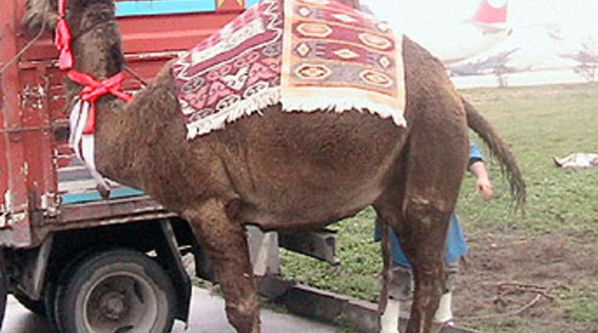 THY apronda kurban kesti