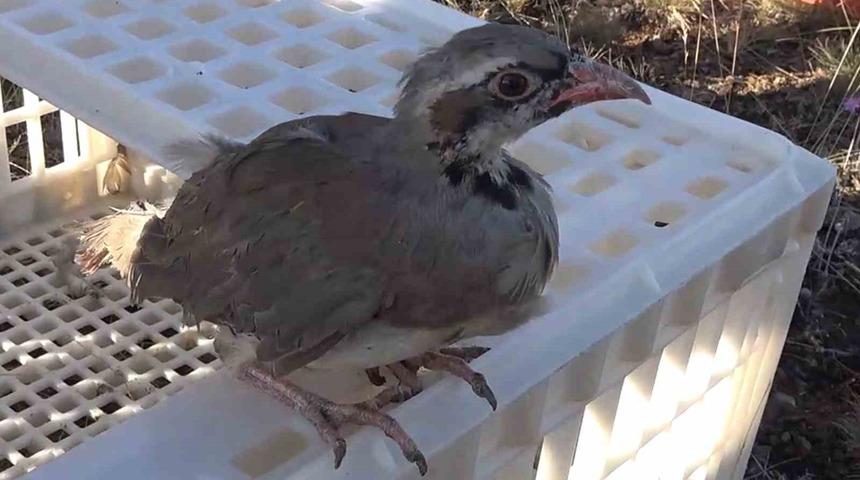 Kırıkkale&rsquo;de &rsquo;kene avcısı&rsquo; y&uuml;zlerce keklik doğaya bırakıldı