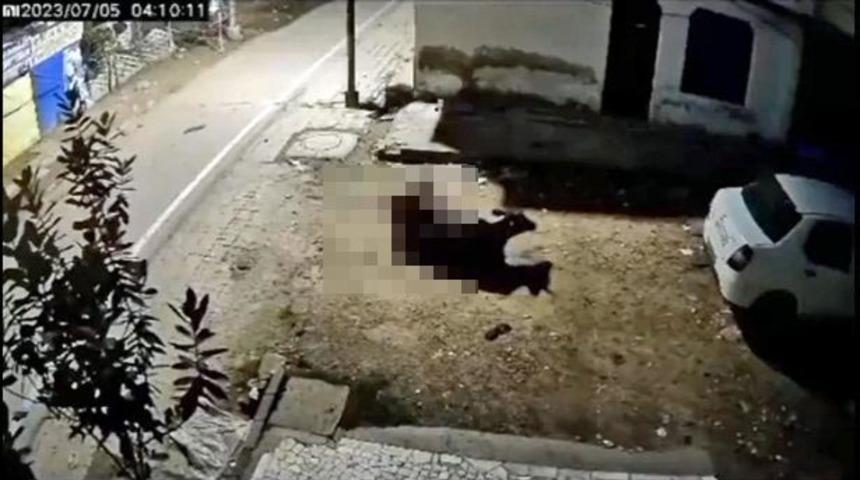 Skandal görüntüler! İneğe tecavüz ederken saniye saniye güvenlik kamerasıyla yakalandı