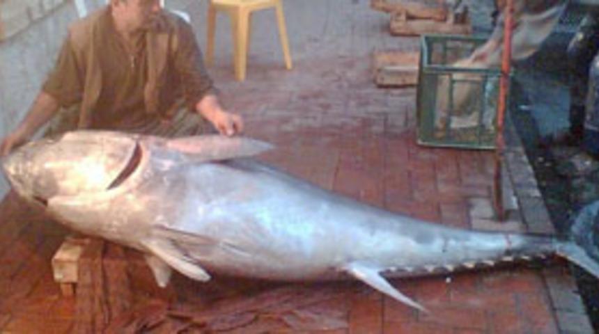 Orkinoslar i&ccedil;in tehlike &ccedil;anları