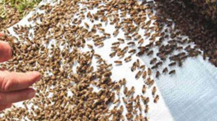 Yara ve yanık tedavisinde kara kovan balı