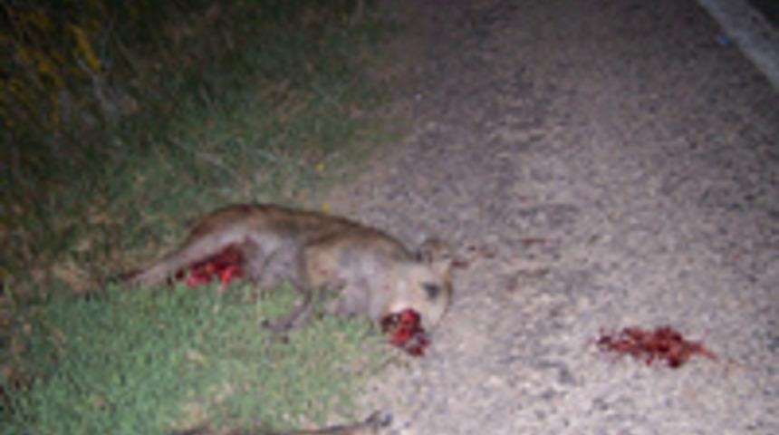 Domuz s&uuml;r&uuml;s&uuml; kaza yaptırıyordu