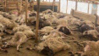 Kars'ta kan donduran olay... Kurt sürüsü ağıla girdi, 190 koyun telef oldu!