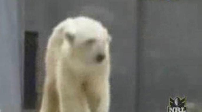 Ayılar bu sene uykusuz kaldı