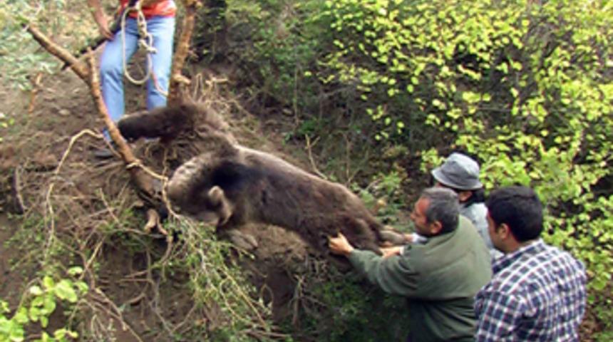 Yavru ayıyı kurtaralım derken &ouml;ld&uuml;r&uuml;yorlardı
