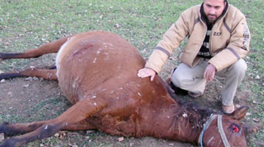 Tarlasına giren atları av t&uuml;feğiyle &ouml;ld&uuml;rd&uuml;