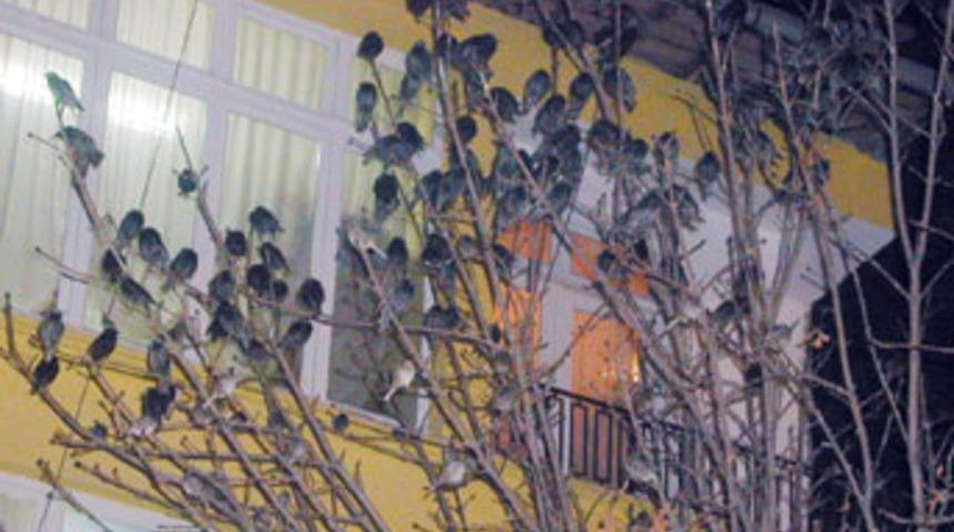 &Ccedil;orum'da kuş istilası