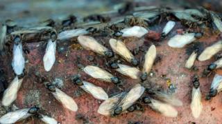 Uçan karıncalar şehirleri adeta istila etti! Gökyüzünü kapladılar... “Kıyamet alameti” olarak yorumlandı