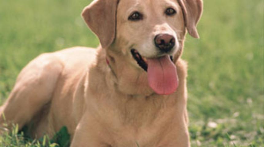 K&ouml;pek 3 bin kilometre nasıl gitti?