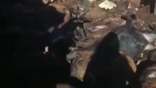 Kağızman’da kurt dehşeti