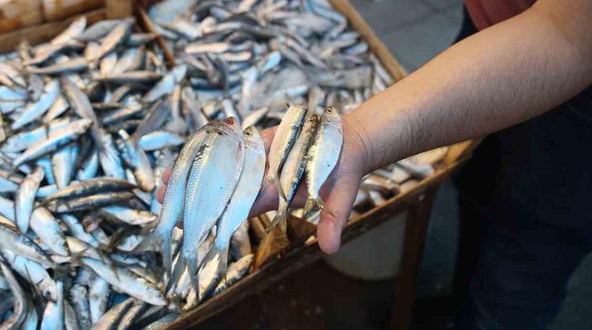 20 yıldır ilk defa... 'Yok olma tehlikesi var' diyerek uyardılar! 'Bize alarm veriyor'