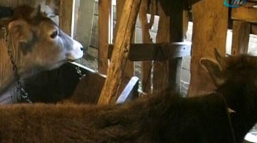 11 katlı binanın terasında inek besliyor