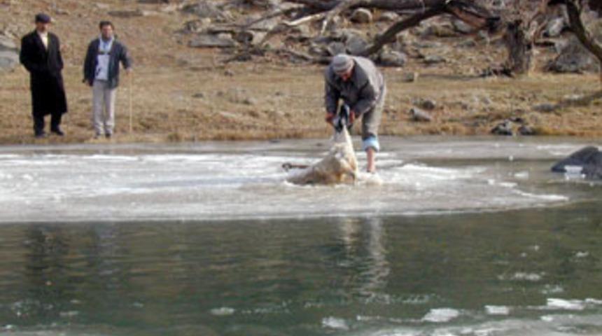 Buz tutan Deli&ccedil;ay 153 koyunu yuttu