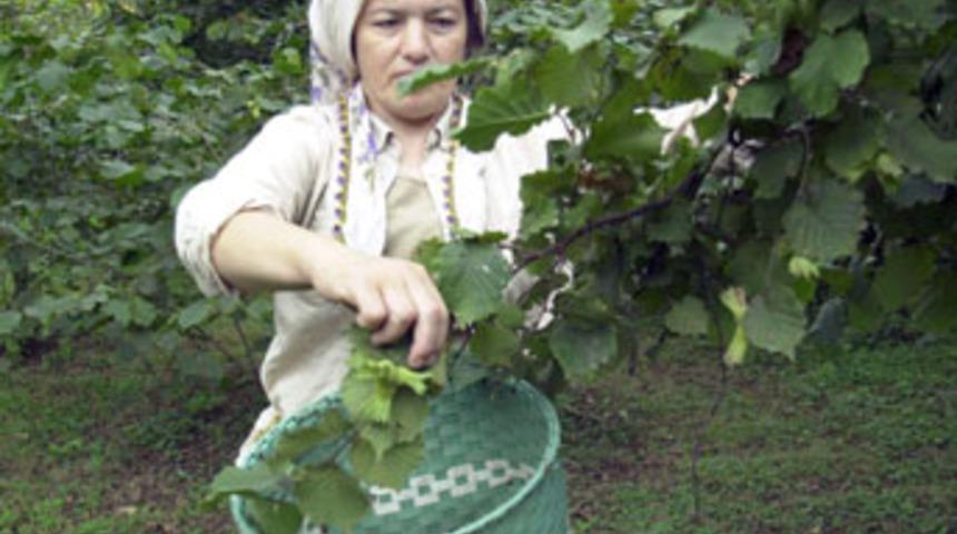 Bir avu&ccedil; fındık yeter