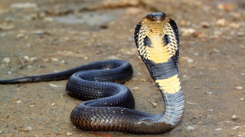 İş insanını kobrayla öldürmüşler! Bir ülke bu olayla çalkalanıyor: Sorguda itiraf etti! Üstüne bırakıp...
