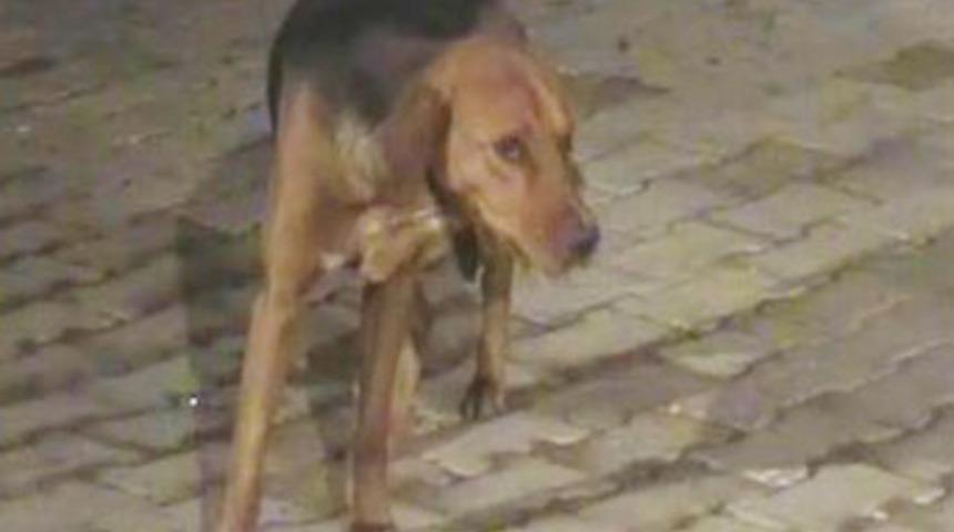 Kars'ı 100 bin k&ouml;pek istila etti