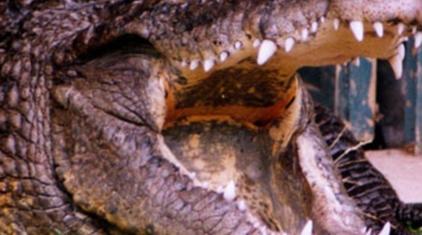 Dev timsah 4 yaşındaki &ccedil;ocuğu par&ccedil;aladı