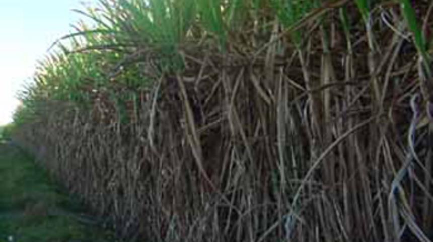 Şeker kamışı suyu enerji k&uuml;p&uuml;