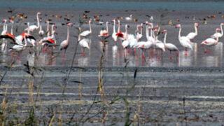 Kızılırmak Deltası'ndaki kuş türleri