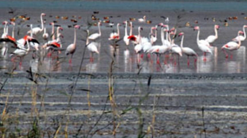 Sulak alanlar kayboluyor