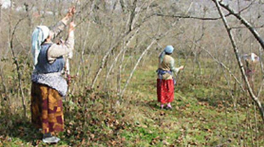 TMO, fındık alımlarına yarın başlıyor