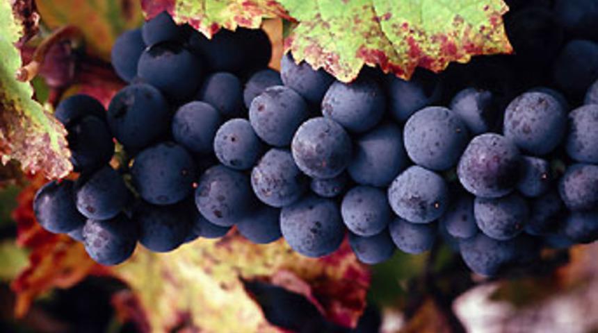 Kara &uuml;z&uuml;ml&uuml; doğal korunma