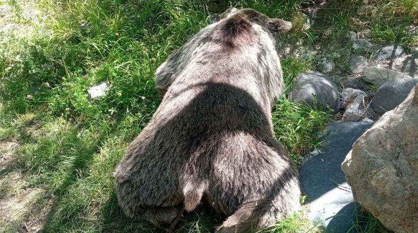 Tunceli’de aracın çarptığı ayı telef oldu