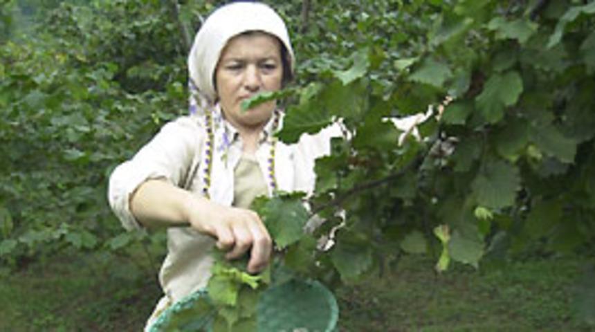 Fındık, beslenme ve sağlık kaynağı 