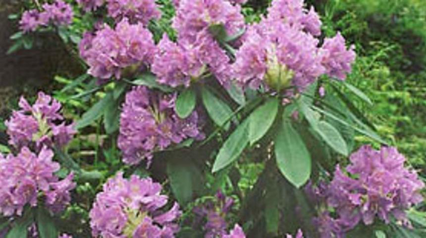 Avu &ccedil;i&ccedil;eği y&uuml;ksek tansiyonun ilacı