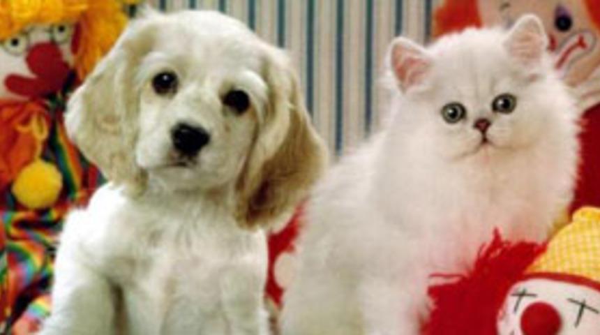 Kedi, k&ouml;pek yavrusuna da annelik yapıyor