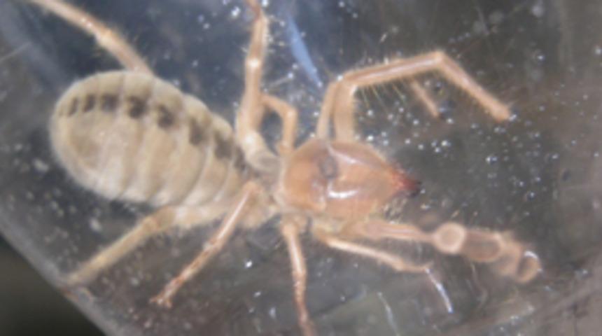 Sarıg&ouml;l'de et yiyen &ouml;r&uuml;mcek saldırısı