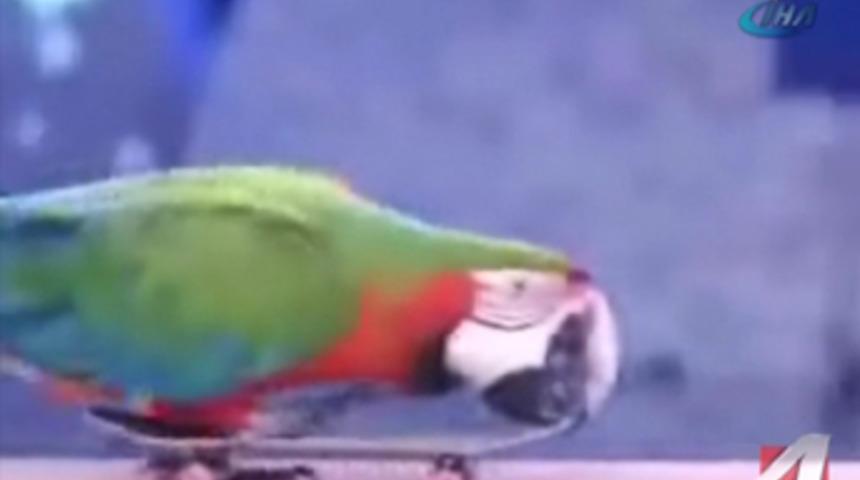 Tropikal kuşun inanılmaz şovu