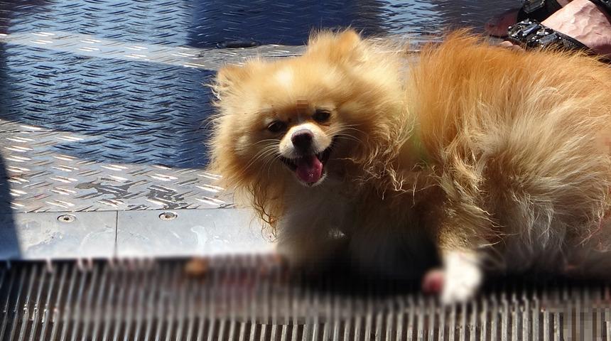 Yer: İstanbul! Arka ayakları y&uuml;r&uuml;yen merdivene sıkıştı, uzun uğraşlar sonunda kurtarıldı